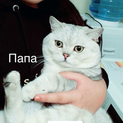 Вязка! Серебристая Шиншилла бруталный кот