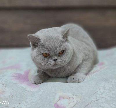 Продаётся породистый котенок