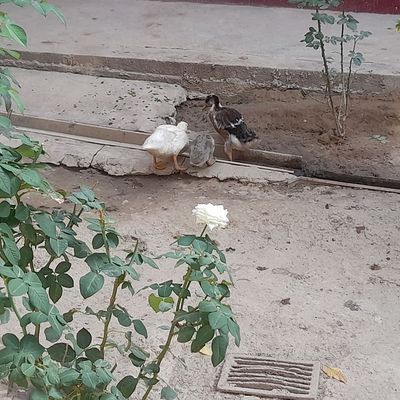 Продаются утки недорого