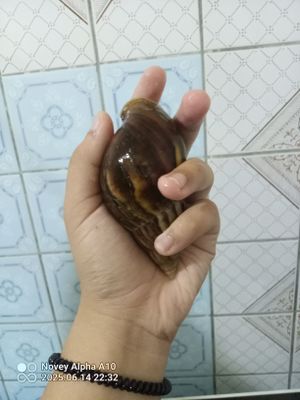 tuxumga kirgan ulitka