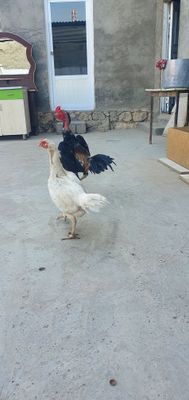 Dakan xo'roz va oq mokiyon sotiladi