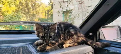 Котята даром в хорошие руки