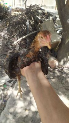 дакан жужалар сотилади шамони боласи