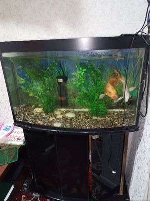 100l akvarium va koi platinum, katta baliklari bilan