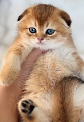 Шотландский скоттиш фолд
