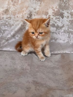 страйт котенка мальчик