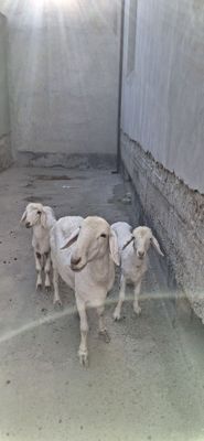 Ona bola qoʻy sotiladi