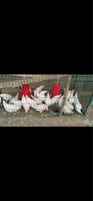 продажа живые куры и яйце