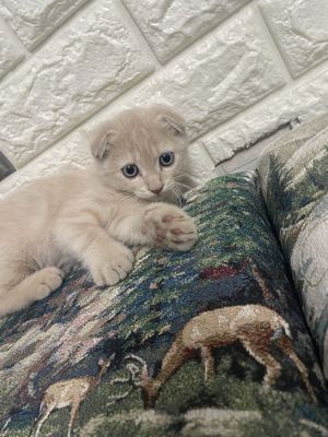 Продается скоттиш фолд 2 месечный
