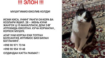Пропала кошка пожалуйста прочитайте объявления