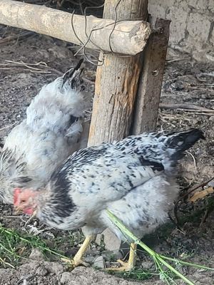 Черный принц петух и домашние курочки!