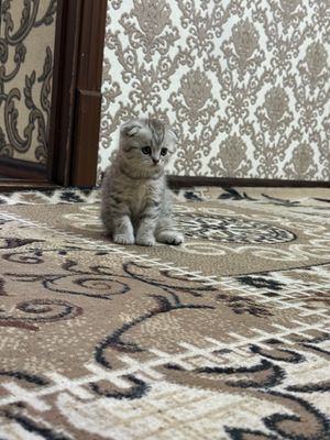 Skotash fold sotladi