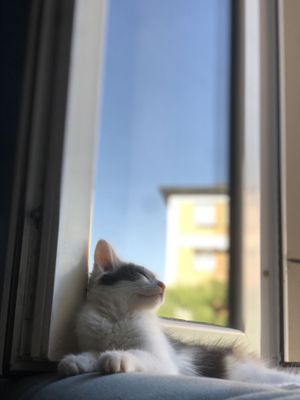 Котёнок , умный девочка