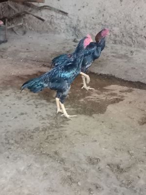 Bobo jojala sotiladi
