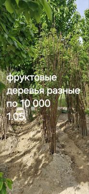 Мевали Дарахтлар сотилвотти, энг арзон нарх