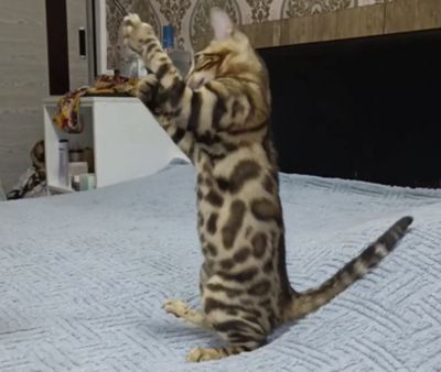 СРОЧНО продам бенгалов