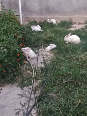 Quyon bollari sotiladi