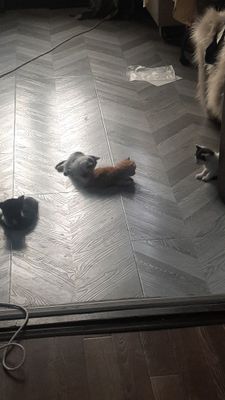 Любопытные, милые и игривые котятки