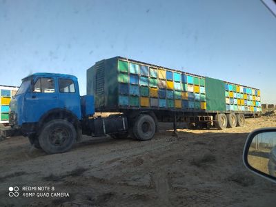 Maz Tigach xolati zur
