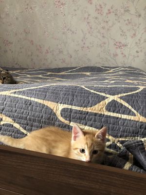 Ищем котятам любящий дом