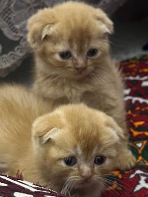 Кошки МУШУК скоттиш фолд