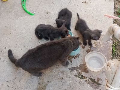 Шотландские вислоухие котята