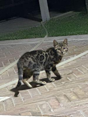 Продается Бенгальский кот очень красивый
