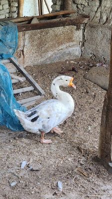 G'oz sotiladi Jinsi erkak