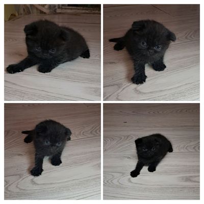 веслоухие котята
