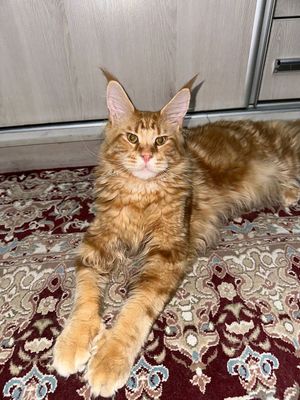 Рыжие коты Мейн кун полидакты