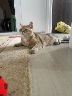 Zolotaya shinahilla parodali mushuk