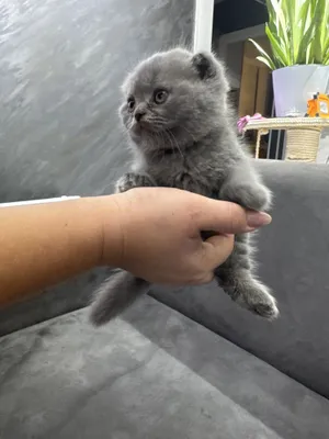 Шотландские вислоухие