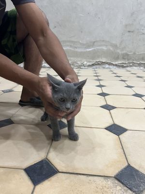 Пародистая кошка