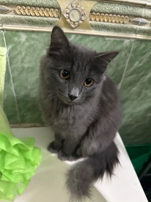 ПОТЕРЯЛСЯ КОТ помогите найти