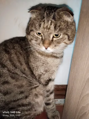 мушу пародаси вислоуха