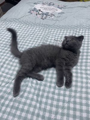 Британский котик
