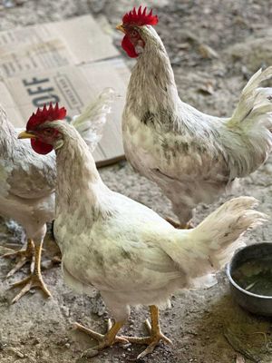 Продам красивых домашних петухов