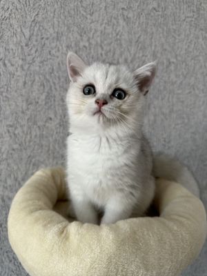 Britanskiy shinshilla strayt