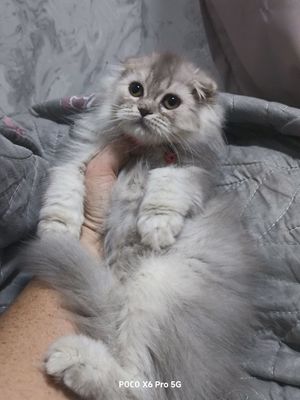 Хайленд фолд малыши