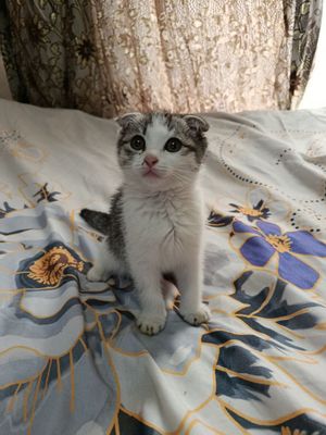Zotdor mushuk qiz bolasi bir yarim oylik skotch yoki shotland