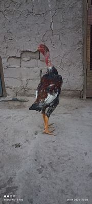Juja sotiladi iyunda chiqqan