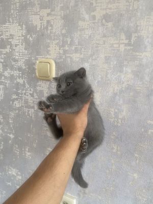 Scottish fold Qiz bola 2 ta