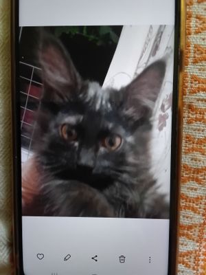 Котёнок от кошки мейкун