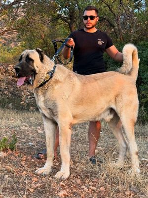 kangal
