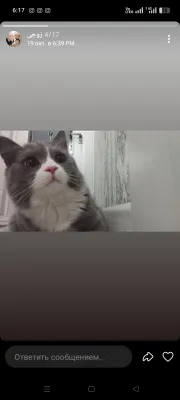 Британский long hair