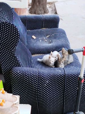 котята 1,5 месяцев