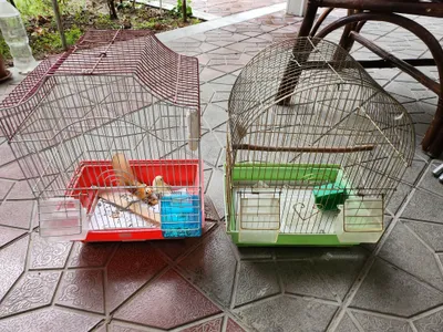 продам или поменяю на птинца