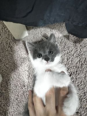 Кошка 2.5 месяцев
