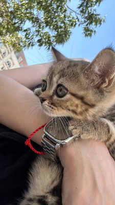 Отдам котенка в хорошие руки