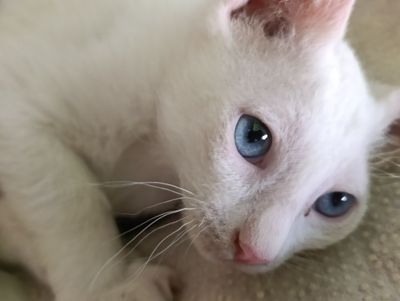 Котята милые и смышлённые.